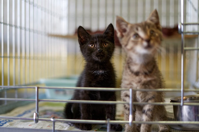 Do schroniska codziennie trafiają kociaki. Część z nich jest już gotowa do adopcji, a inne muszą jeszcze przejść obowiązkową kwarantannę. W licznym stadku maluch&oacute;w są zar&oacute;wno kocury, jak i kotki. Są kochane i potrzebują wspaniałych opiekun&oacute;w! Odpowiedzialnych ludzi wrocławskie schronisko zaprasza na miejsce, gdzie można poznać kocięta i podarować dom. Proponujemy adopcję w tzw. "dwupaku" - kociaki świetnie czują się w swoim towarzystwie, a człowiek może obserwować ich przyjaźń i długie wsp&oacute;lne zabawy.