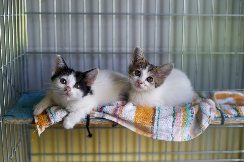 Do schroniska codziennie trafiają kociaki. Część z nich jest już gotowa do adopcji, a inne muszą jeszcze przejść obowiązkową kwarantannę. W licznym stadku maluch&oacute;w są zar&oacute;wno kocury, jak i kotki. Są kochane i potrzebują wspaniałych opiekun&oacute;w! Odpowiedzialnych ludzi wrocławskie schronisko zaprasza na miejsce, gdzie można poznać kocięta i podarować dom. Proponujemy adopcję w tzw. "dwupaku" - kociaki świetnie czują się w swoim towarzystwie, a człowiek może obserwować ich przyjaźń i długie wsp&oacute;lne zabawy.