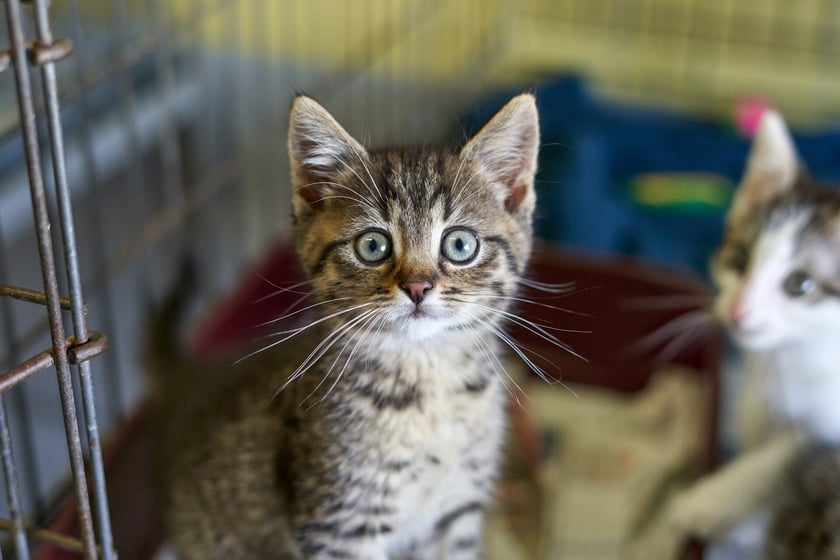 Do schroniska codziennie trafiają kociaki. Część z nich jest już gotowa do adopcji, a inne muszą jeszcze przejść obowiązkową kwarantannę. W licznym stadku maluch&oacute;w są zar&oacute;wno kocury, jak i kotki. Są kochane i potrzebują wspaniałych opiekun&oacute;w! Odpowiedzialnych ludzi wrocławskie schronisko zaprasza na miejsce, gdzie można poznać kocięta i podarować dom. Proponujemy adopcję w tzw. "dwupaku" - kociaki świetnie czują się w swoim towarzystwie, a człowiek może obserwować ich przyjaźń i długie wsp&oacute;lne zabawy.