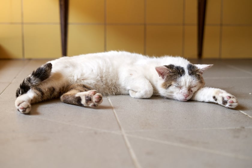 Ok. 8-letni kocurek Penczejson poleca się do adopcji! W stosunku do ludzi jest przemiły, ale do zwierząt (kot&oacute;w i ps&oacute;w) jest niesympatyczny. To kot-jedynak :) Lubi odpoczywać, jest typem leniwego zwierzaka. Uwielbia się wylegiwać, choć czasem ma nastr&oacute;j do zabawy.