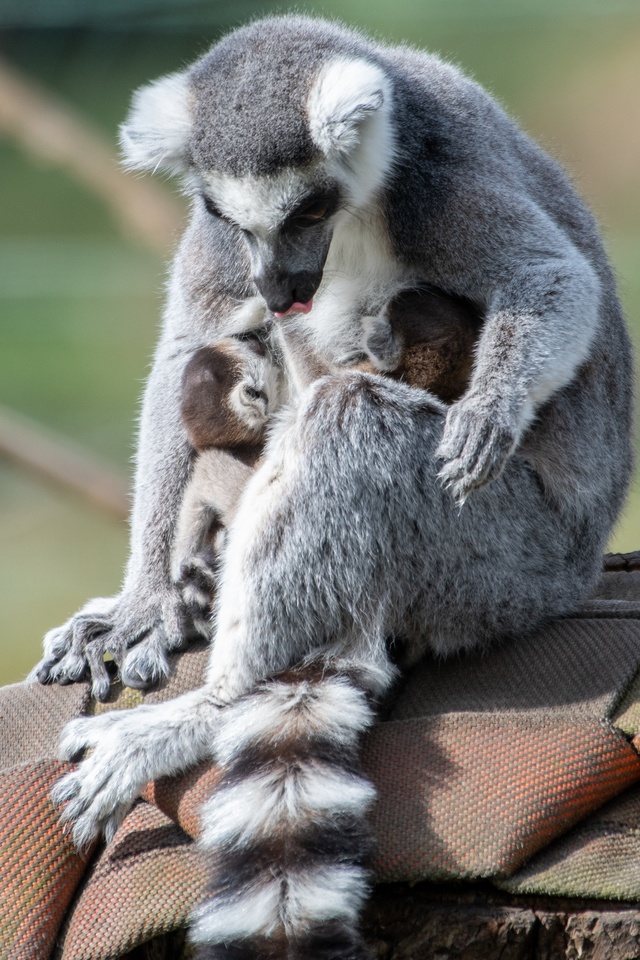 Lemur katta