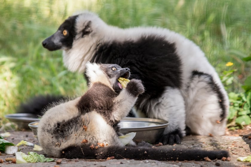 Lemur wari czarno-biały