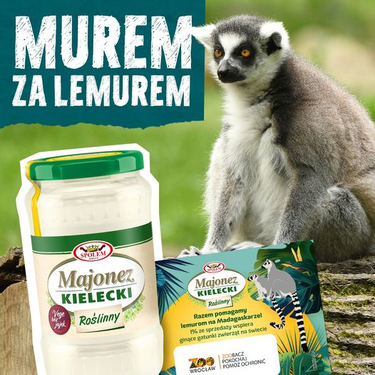 Lemur katta na grafice z majonecem Kieleckim