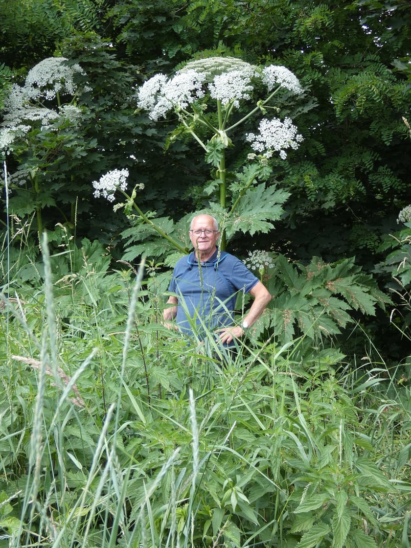 Barszcz Sosnowskiego