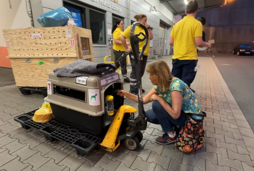 Po trwającym 11 i pół godziny locie Rita dociera z Bogoty do Frankfurtu