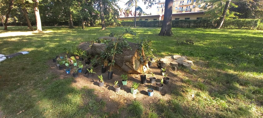 Próchniejąca kłoda w parku Marii Dąbrowskiej została zamieniona w rabatę