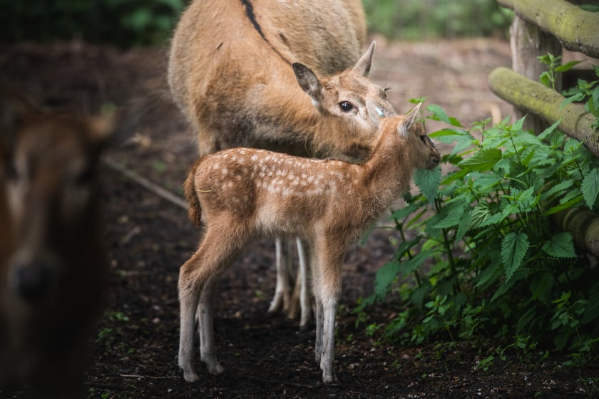 W Zoo Wrocław urodziły się młode milu i oryksy