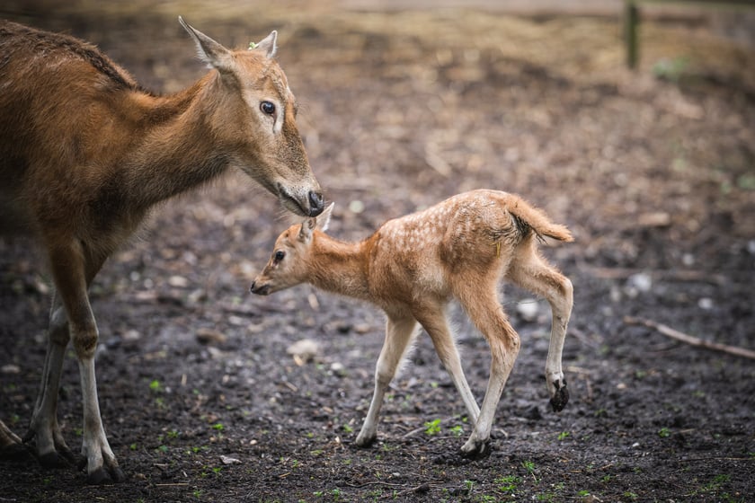W Zoo Wrocław urodziły się młode milu i oryksy