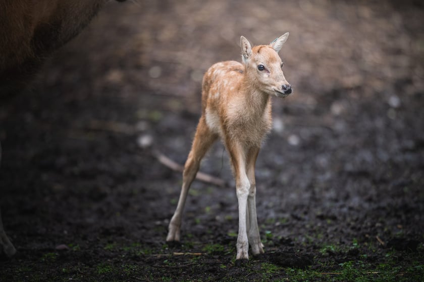 W Zoo Wrocław urodziły się młode milu i oryksy