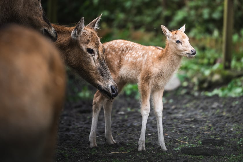 W Zoo Wrocław urodziły się młode milu i oryksy