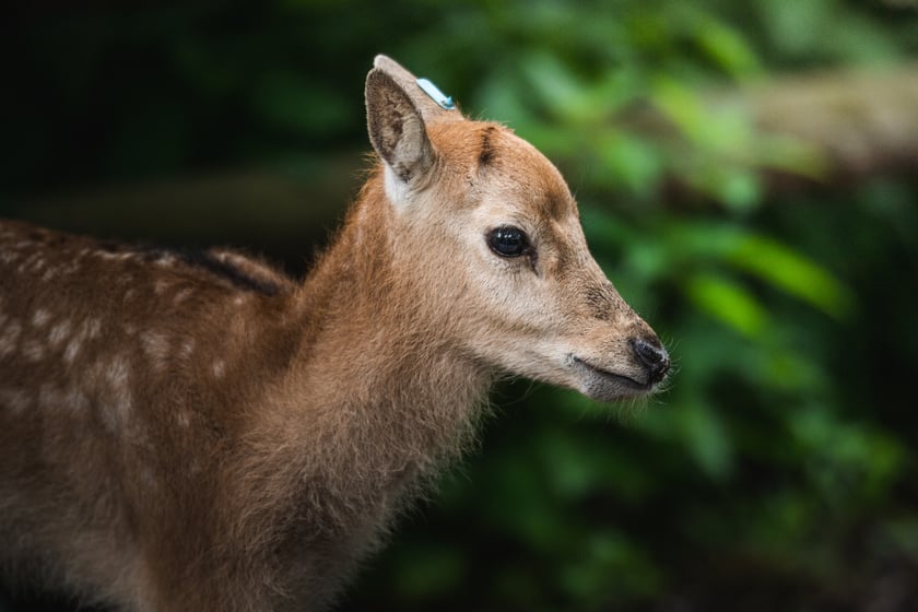 W Zoo Wrocław urodziły się młode milu i oryksy