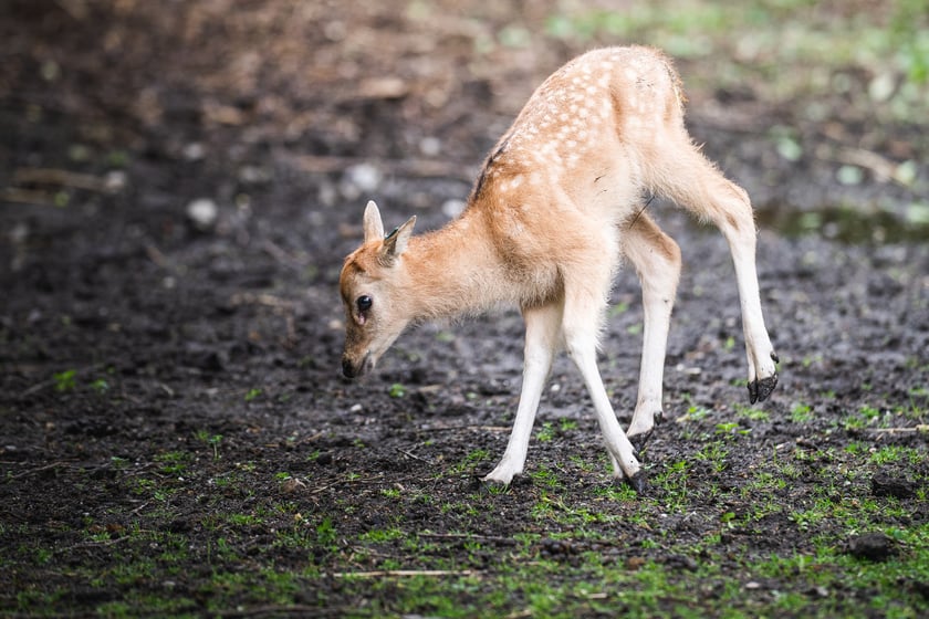 W Zoo Wrocław urodziły się młode milu i oryksy