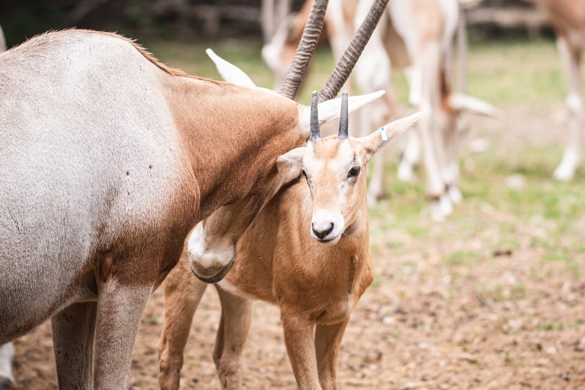 W Zoo Wrocław urodziły się młode milu i oryksy