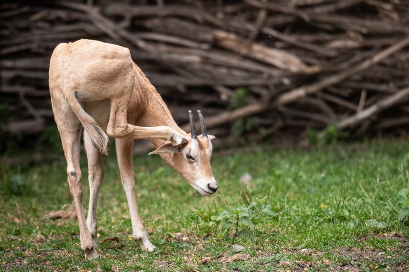 W Zoo Wrocław urodziły się młode milu i oryksy