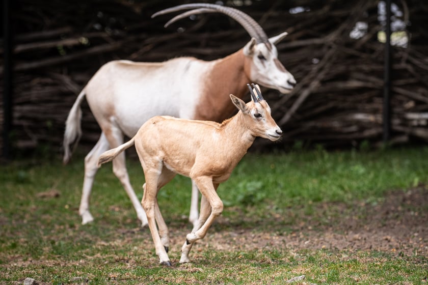 W Zoo Wrocław urodziły się młode milu i oryksy