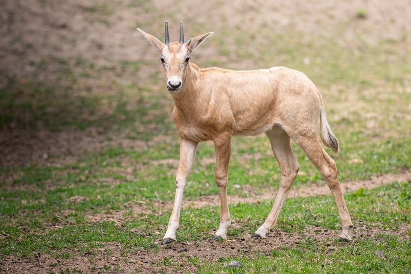 W Zoo Wrocław urodziły się młode milu i oryksy