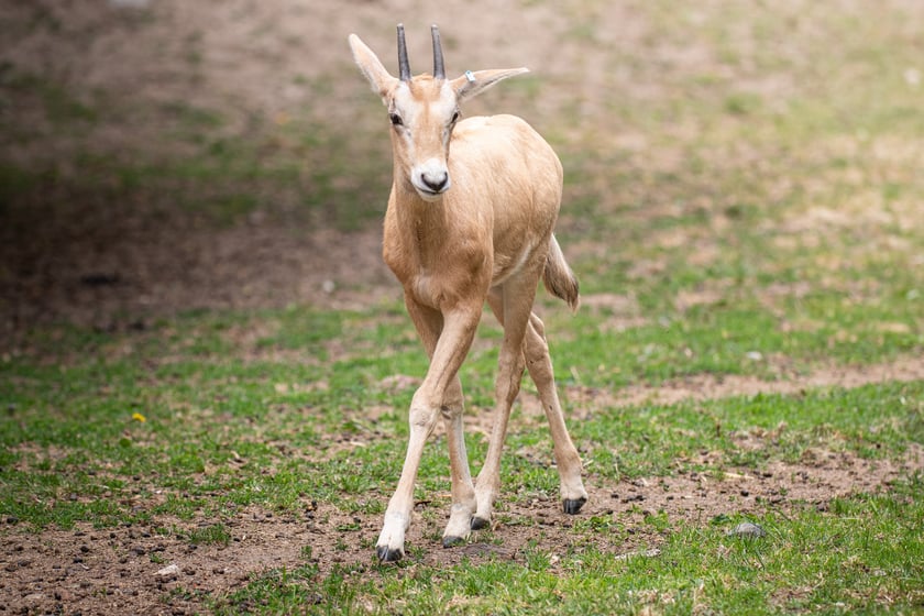 W Zoo Wrocław urodziły się młode milu i oryksy