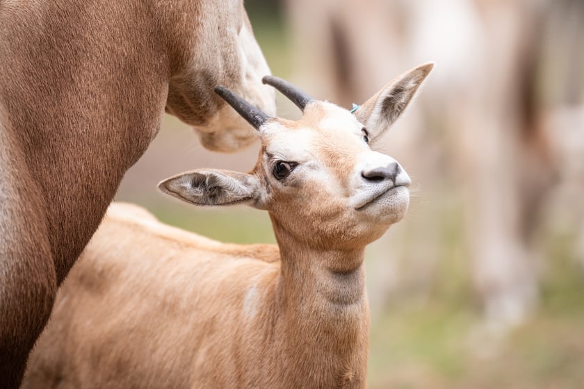 W Zoo Wrocław urodziły się młode milu i oryksy