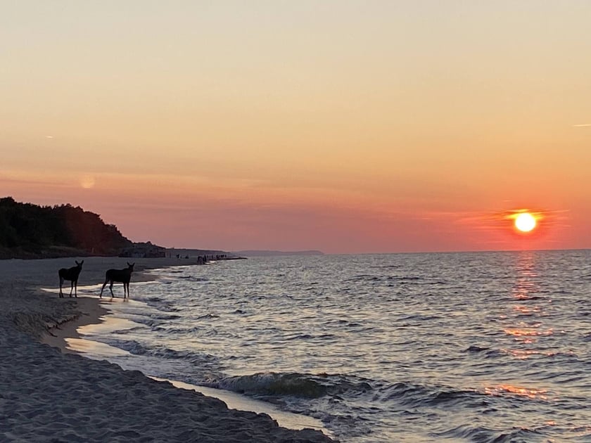 Łosie kąpiące się w Bałtyku przy plaży w Jastarni.