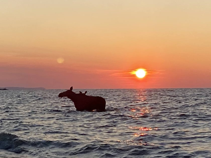 Łosie kąpiące się w Bałtyku przy plaży w Jastarni.