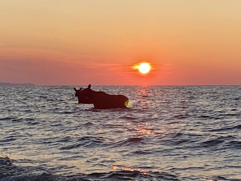 Łosie kąpiące się w Bałtyku przy plaży w Jastarni.