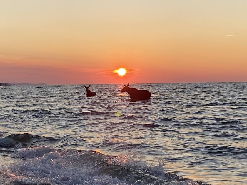 Łosie kąpiące się w Bałtyku przy plaży w Jastarni.