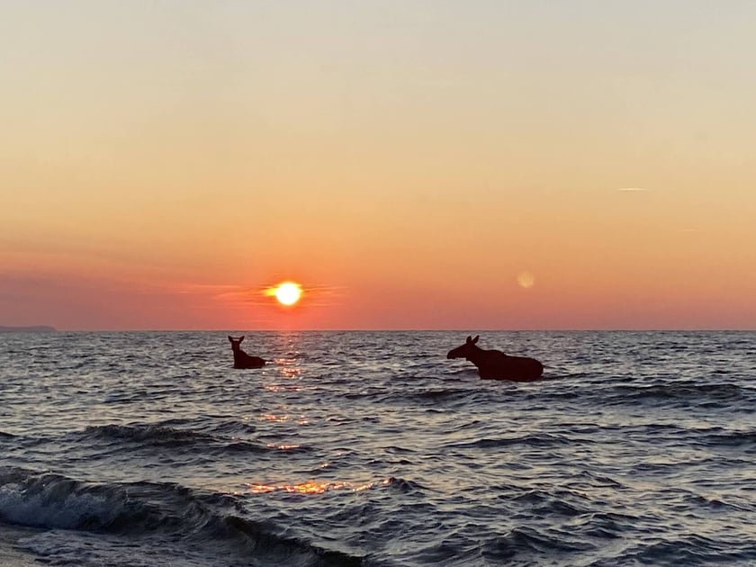 Łosie kąpiące się w Bałtyku przy plaży w Jastarni.