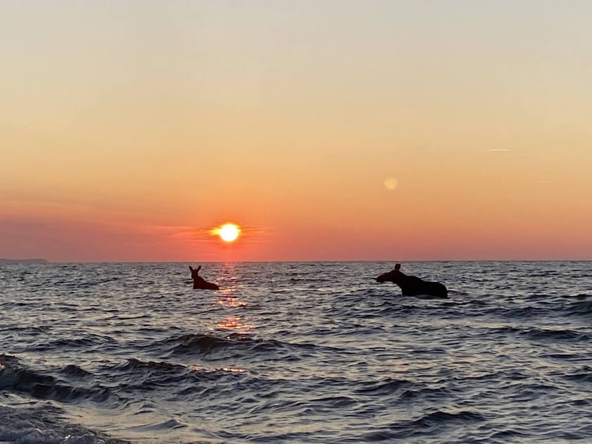 Łosie kąpiące się w Bałtyku przy plaży w Jastarni.