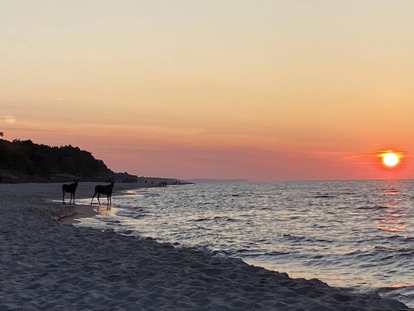 Łosie kąpiące się w Bałtyku przy plaży w Jastarni.