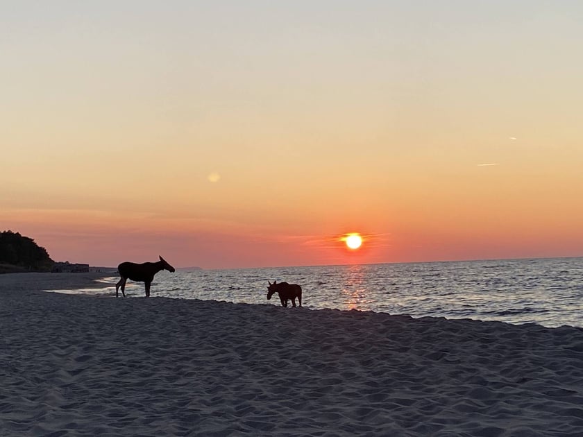 Łosie kąpiące się w Bałtyku przy plaży w Jastarni.