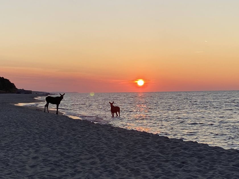 Łosie kąpiące się w Bałtyku przy plaży w Jastarni.