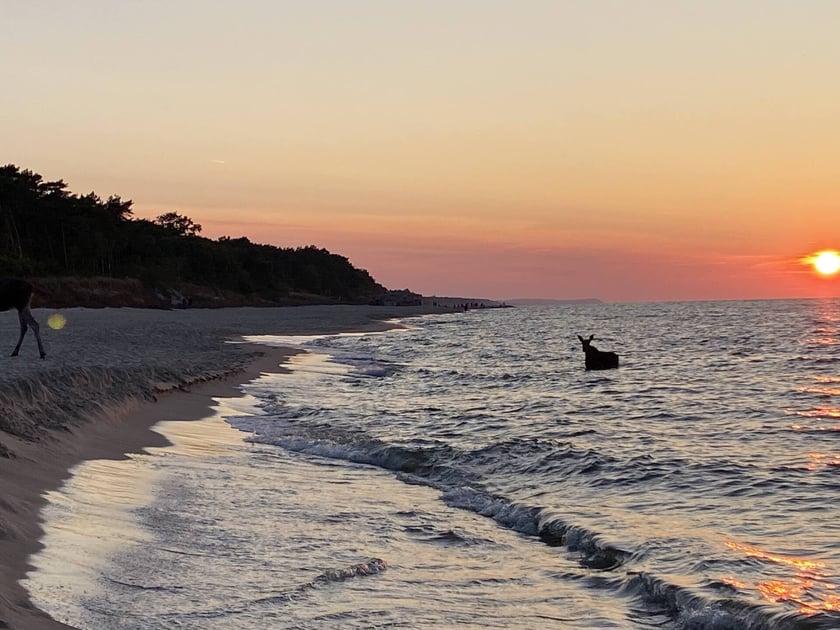 Łosie kąpiące się w Bałtyku przy plaży w Jastarni.