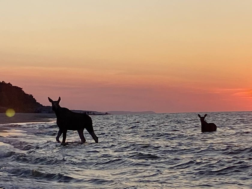 Łosie kąpiące się w Bałtyku przy plaży w Jastarni.
