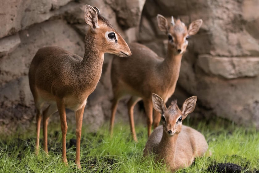 Dikdik
