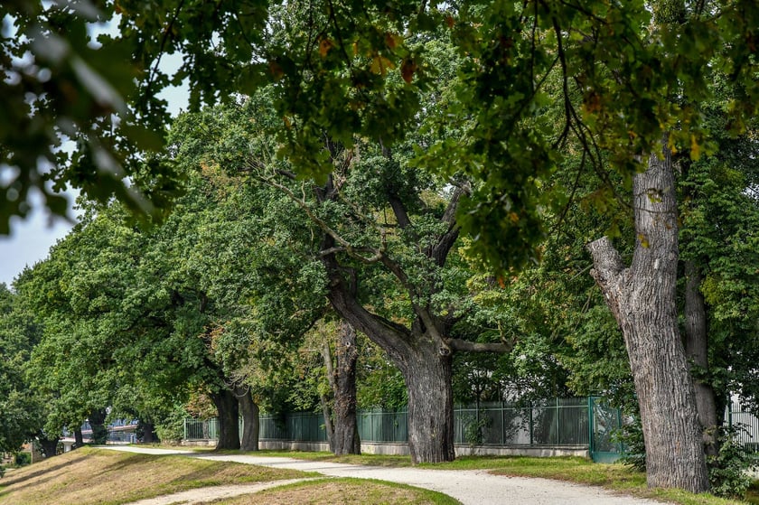 We Wrocławiu powstaje mapa koron drzew