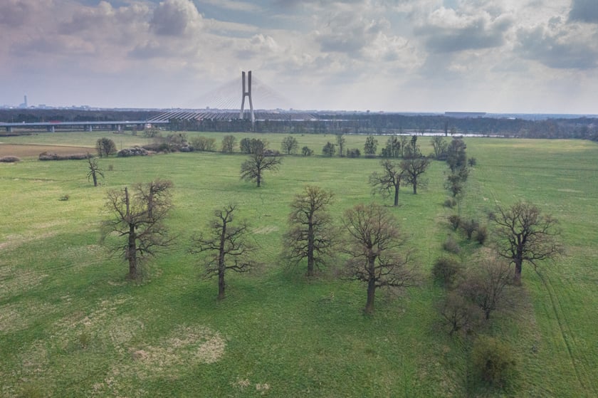 We Wrocławiu powstaje mapa koron drzew