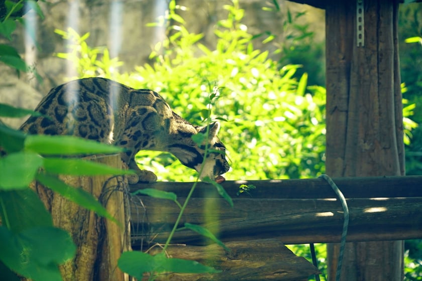 Międzynarodowy Dzień Pantery Mglistej we wrocławskim zoo