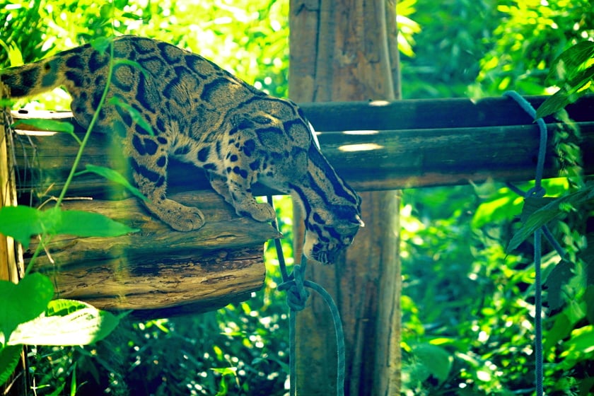 Międzynarodowy Dzień Pantery Mglistej we wrocławskim zoo