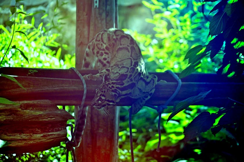 Międzynarodowy Dzień Pantery Mglistej we wrocławskim zoo