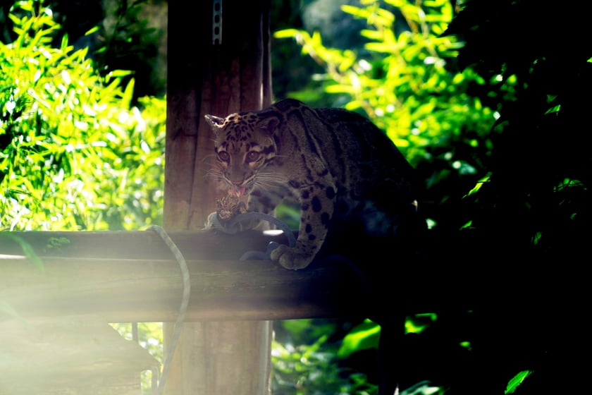 Międzynarodowy Dzień Pantery Mglistej we wrocławskim zoo