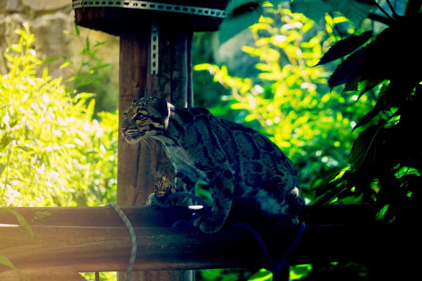 Międzynarodowy Dzień Pantery Mglistej we wrocławskim zoo