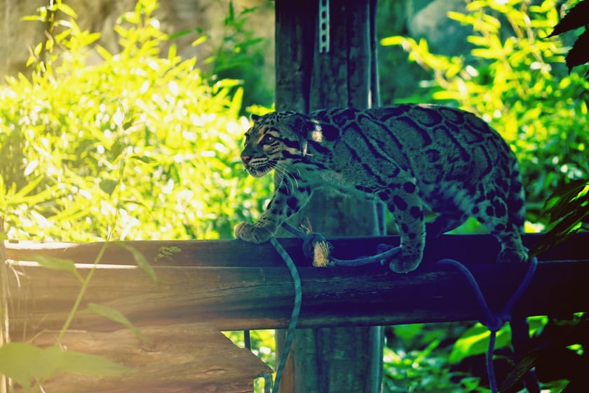 Międzynarodowy Dzień Pantery Mglistej we wrocławskim zoo