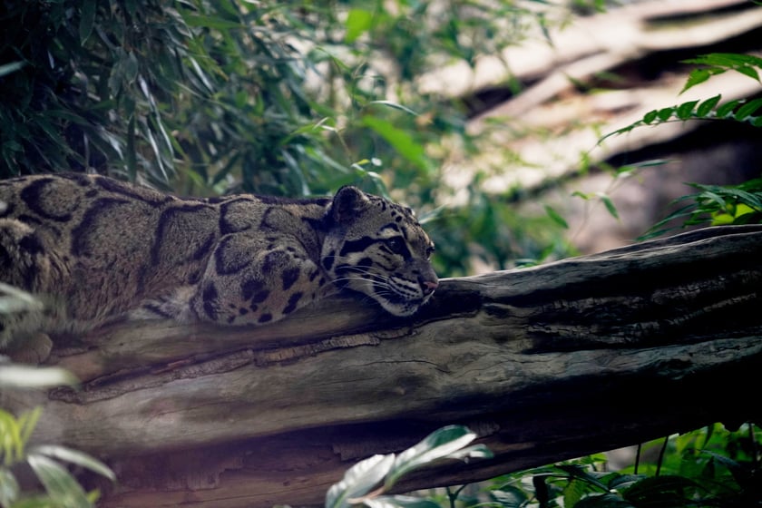 Międzynarodowy Dzień Pantery Mglistej we wrocławskim zoo