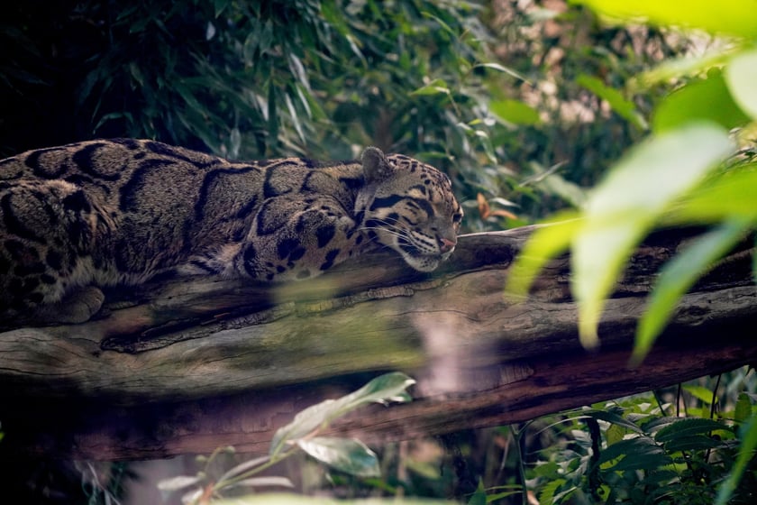 Międzynarodowy Dzień Pantery Mglistej we wrocławskim zoo