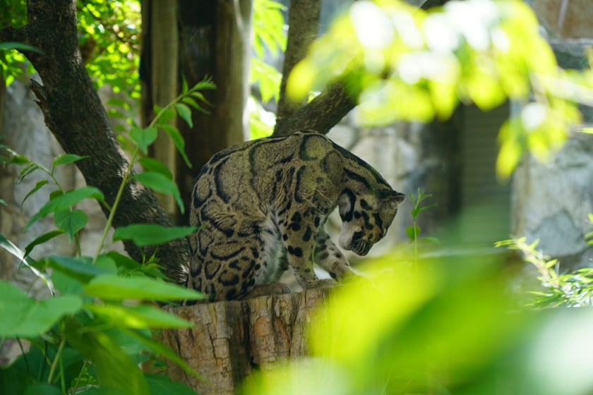 Międzynarodowy Dzień Pantery Mglistej we wrocławskim zoo