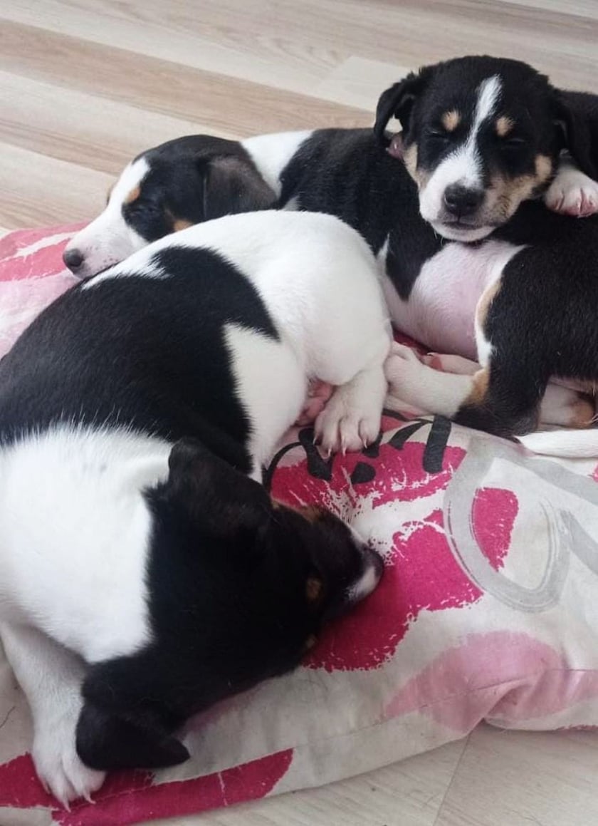 Bentley, Bugatti, Ferrari