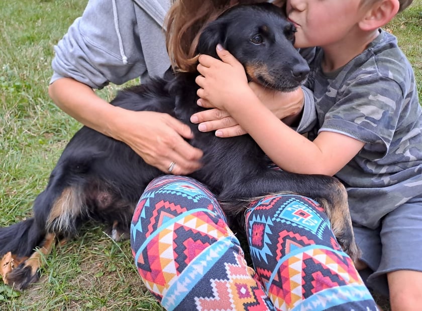 Majorka
Dzielna, około dwuletnia mama, kt&oacute;ra została przez kogoś wyrzucona z domu i błąkała się ze swoimi maluchami, po czym trafiła do gminnej przechowali. Maluchy znalazły swoje domy, a sunia trafiła do hotelu dla zwierząt.&nbsp;