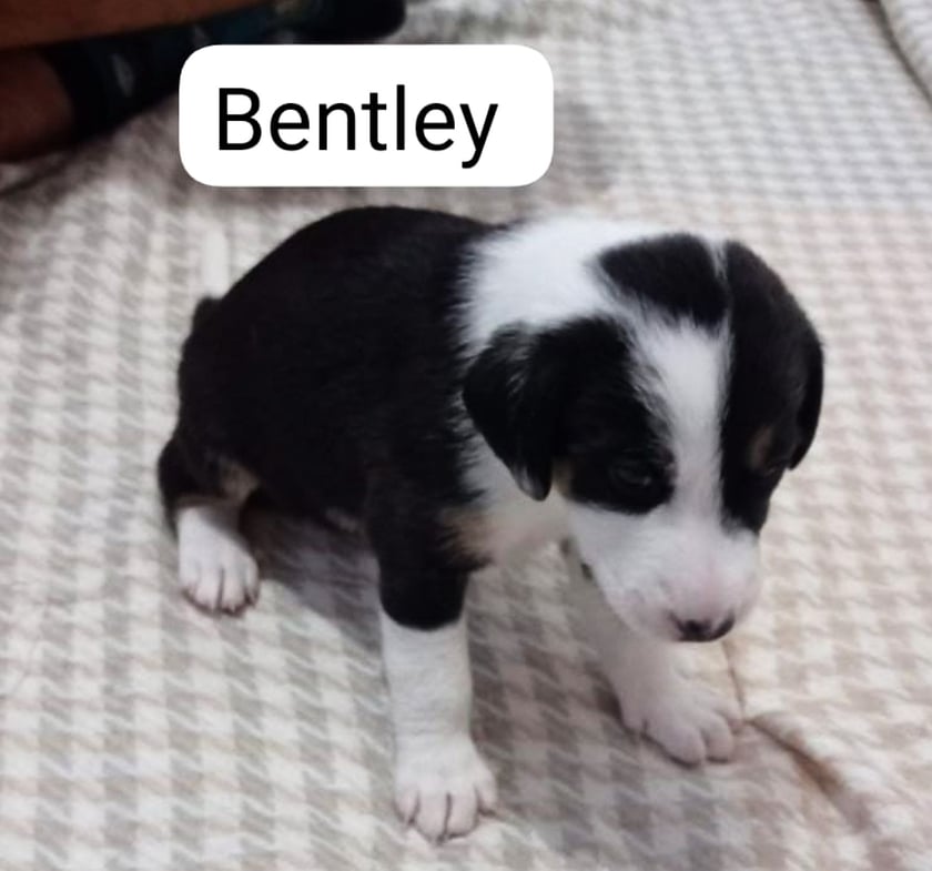 Bentley