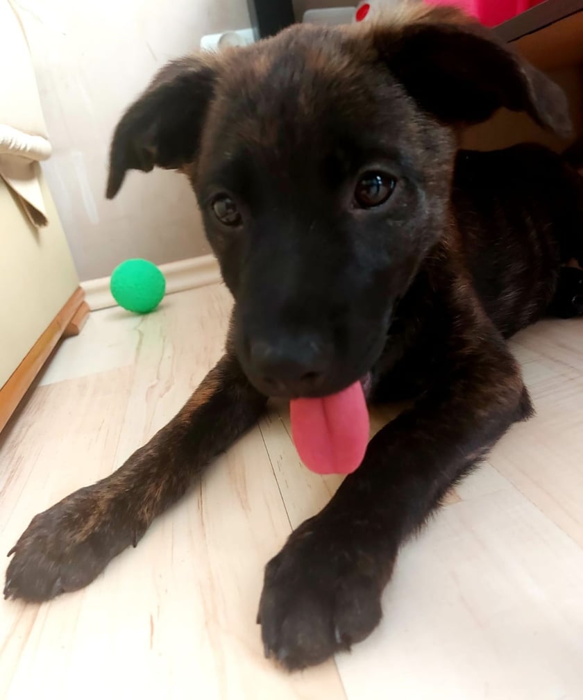 Spinka
Trzymiesięczna suczka - kundelek, kt&oacute;ra przypomina owczarka holenderskiego i będzie prawodopodobnie średniej wielkości psem (15 kg plus).&nbsp;