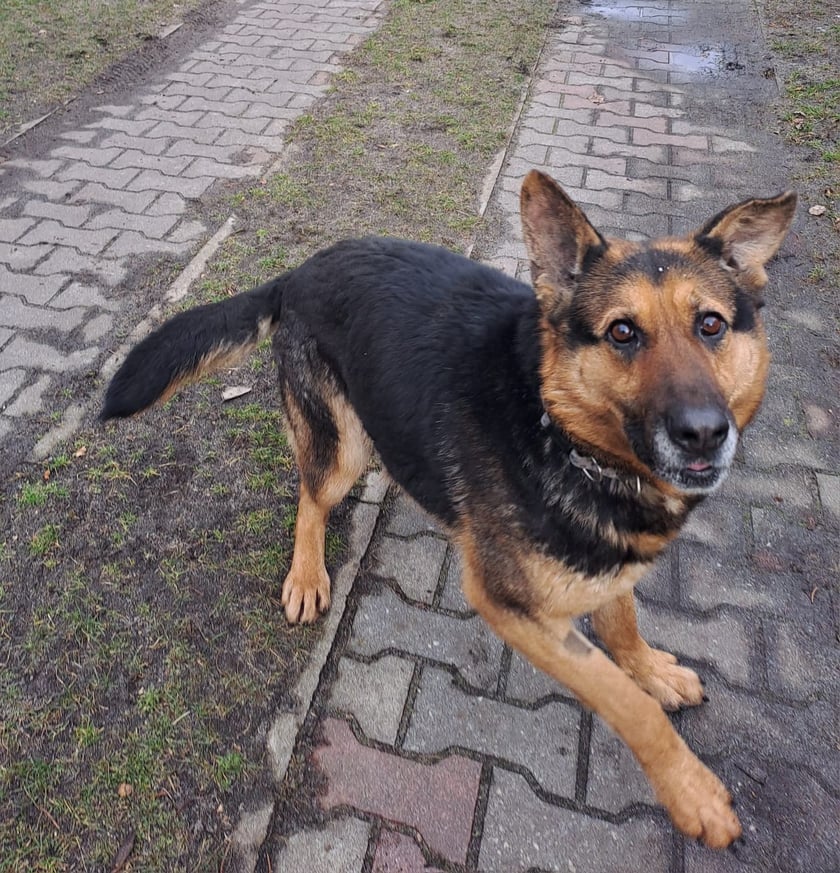 Limra
To piękna sunia w typie owczarka niemieckiego. Ma ok. 8 lat.&nbsp;